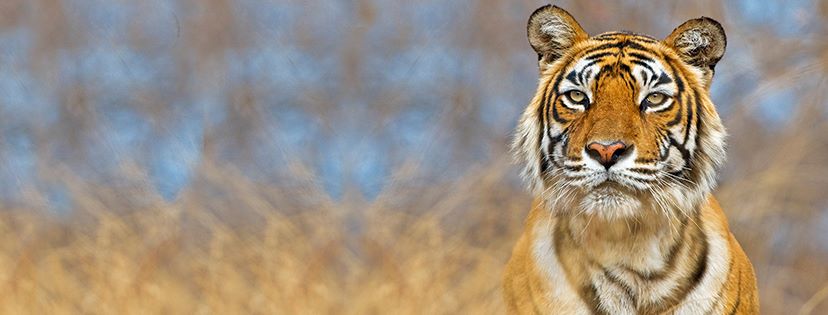 Natural Habitat Adventures Shines the Spotlight on Tiger Conservation in  Recognition of Global Tiger Day - Travel Dreams Magazine : Travel Dreams  Magazine