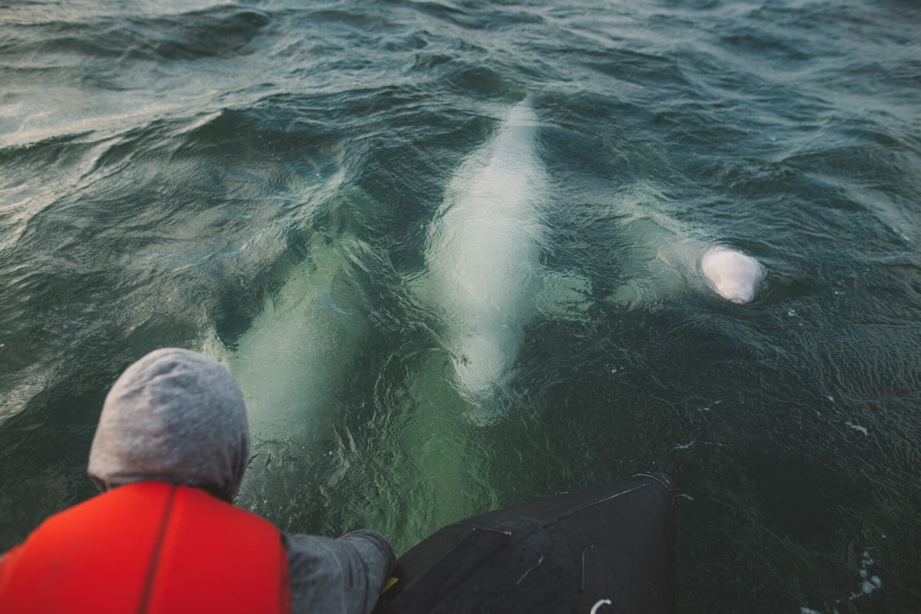 Summer Spectacle: World's Largest Beluga Whale Migration in Manitoba ...